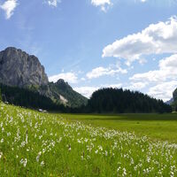 Stubwieswipfl mit Wollgras