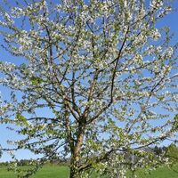 Frühling in Altenkirchen