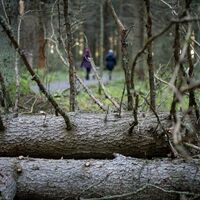 Umgefallene Fichten in Kuhasalo