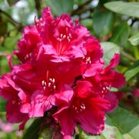 Rhododendron bei Gut Lindenfels