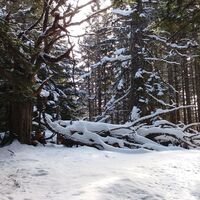 Idyllischer Winterlandschaft im Wald