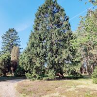 Alte Nadelbäume am Heideweg in der Oberoher Heide