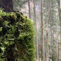 Im Wald