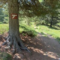 Nach einem kurzen Stück auf einer verbreiterten SUV-Piste (die gottlob bald nach rechts wegdreht) gehts wieder auf dem alten Almwegerl weiter