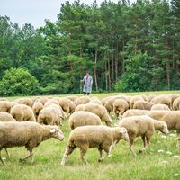 Ein Schäfer bei seiner Schafherde am Arbeiten