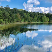 Der Große Bullensee mit Schilf am Ufer