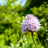 eine schöne Rosa Kugelorchis