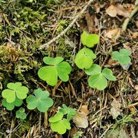 im Höhlenpark Bezau