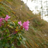 dabei stoßen wir - unglaublich aber wahr - auf eine blühende Alpenrose