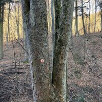 Immer wieder (aber nicht zu zahlreich) die orangefarbenen Markierungspunkte