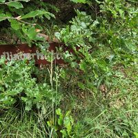 Am Weg zur Redlingerhütte