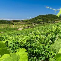 Vignobles Roquebrun - E Brendle 1