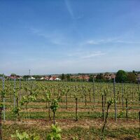 Blick auf Impflingen