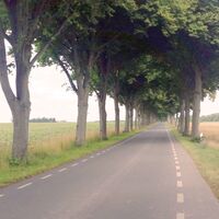 Baumallee bei Emern in offener Landschaft