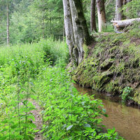 Starker Bewuchs erschwert passagenweise das Wandern am Wuhr.