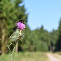 Wanderweg Thüringer Wald