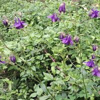 Flora, die "Gemeine Akelei" (Aquilegia vulgaris)