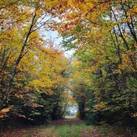 Bunter Herbstwald