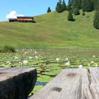 Seerosen auf dem Stelsersee