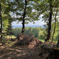 Im Wald