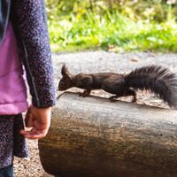 Eichhörnchen auf dem Naturerlebnispfad