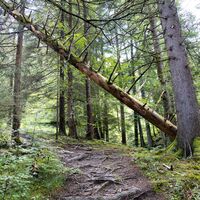 Wanderweg durch den Bergwald
