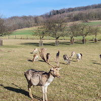 Wildgehege am Wegesrand