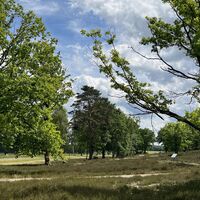 Behringer-Hügelgräberheide-4-ccbysa-foto©bispingen-touristik-min.jpeg