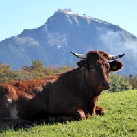 Eine heile Kuh-Welt in Kühleiten.