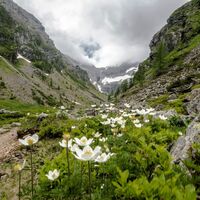 Die Schneerosen blühen am Weg in den Gollwinkel im Frühling
