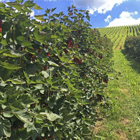 rote Johannisbeeren