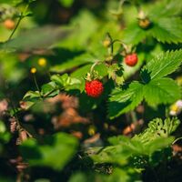 Söll_Pölven_Walderdbeeren_Wilder Kaiser