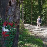 Weg nach Fieberbründ_NUP Pöllauer Tal_Oststeiermark