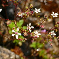 der wunderschöne Stern Steinbrech