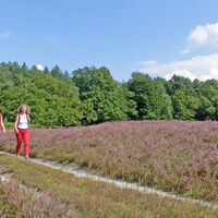 Wanderung durch die Vareler Heide zur Heideblüte