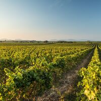 Pfälzer Weinlandschaft