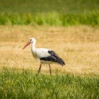 Storch in der Pfalz