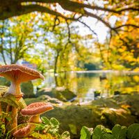 Der Waldsee erwartet die Wandernden mit idyllischen Rastplätzen.