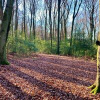 Herbststimmung am Walddistelpfad