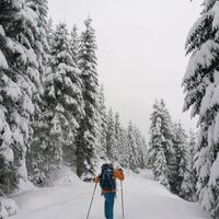 Wildschönau Auffach Breitegg Wald.jpg