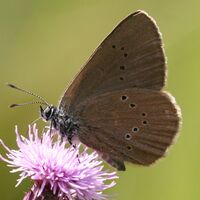 Dunkler Wiesenknopf-Ameisenbläuling auf Wiesenknopf-Blüte
