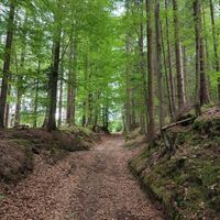 Hohlweg nach Kohlau