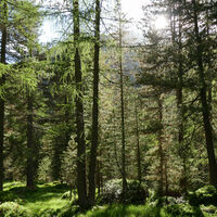 kurz vor der Hütte gehts noch durch ein märchenhaftes Waldstück