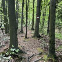 Nach Überschreitung des nach Hochstraß führenden Straßerls dann auf Waldpfad weiter (rote Zeichen)