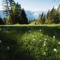 Narzissen mit Blick ins Tal