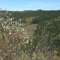 Ausblick am Kleinen Jauerlinggipfelkamm