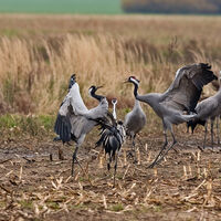 Mehrere Kraniche auf einem Feld am NORDPFAD Huvenhoopsmoor