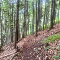 Hambaum Trail Leonstein