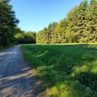 im Wald
