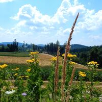Gschaidt - Pichl - Schlag - Mönichkirchen